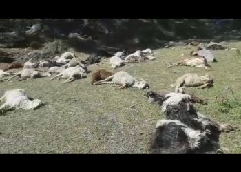 18 Sheep, Goats Killed as School Bus Rams into Herd in North Kashmir’s Tangmarg