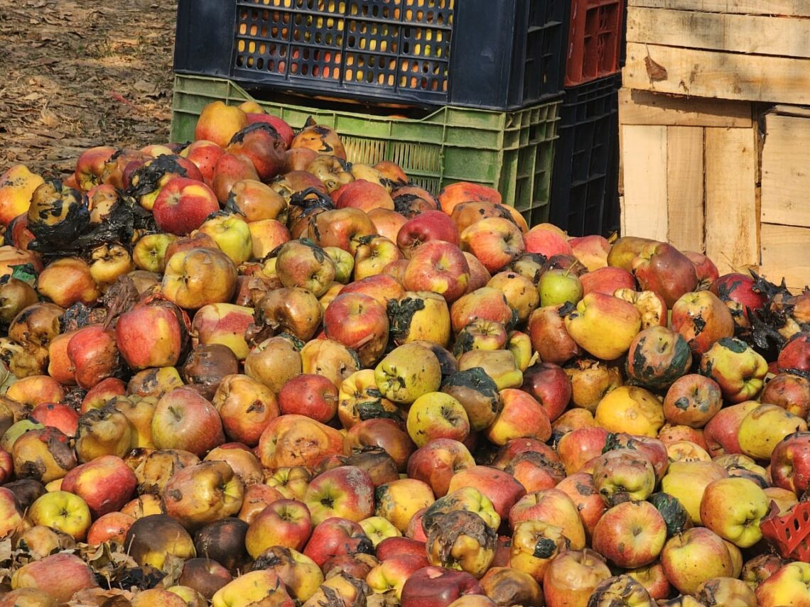 Fire Damages Hundreds of Apple Crates in Tulran Shopian