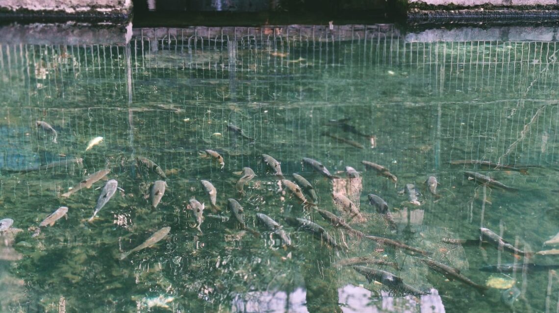 Mass Fish Death Reported in Sherbagh Spring, Fisheries Dept Cites Water Pollution