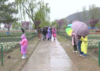 Tourists arrive in large numbers to witness breathtaking beauty of Srinagar’s Tulip Garden