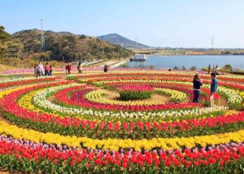 Asia’s largest Tulip Garden in Srinagar to open for visitors on March 16