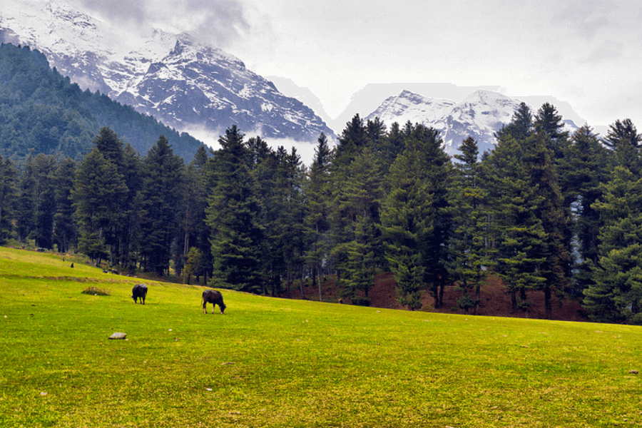 FIRST ANNIVERSARY OF PAHALGAM TERROR ATTACK: When bustling Baisaran fell silent