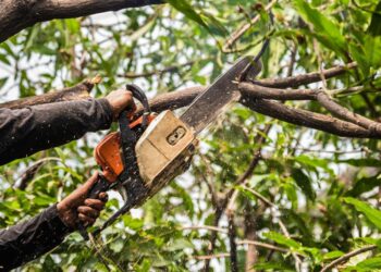FIR Registered After Miscreants Chop Down Apple Trees in Sopore Orchard