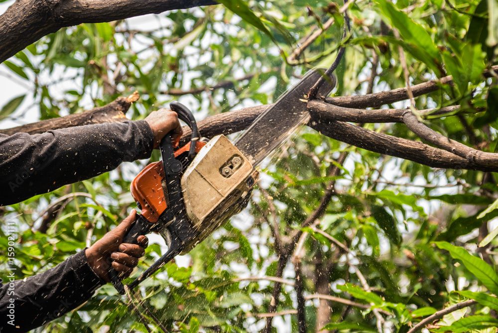 FIR Registered After Miscreants Chop Down Apple Trees in Sopore Orchard
