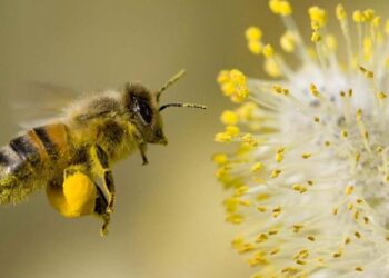 EDITORIAL: Pollinators of Prosperity